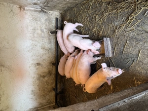 Vand purcei de carne 6 saptamani 