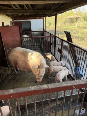 Vand purcei de carne 6 saptamani  - imagine 3 Vand purcei de carne 6 saptamani  - imagine 3