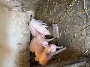 Vand purcei de carne 6 saptamani  - imagine 4 Vand purcei de carne 6 saptamani  - imagine 4