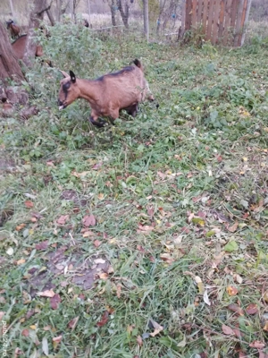 Capră alpina franceza  - imagine 2