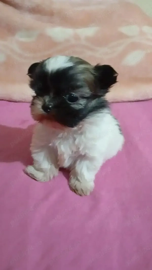 vand catelusa rasa shih tzu