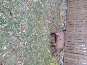 Capră alpina franceza  - imagine 3