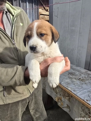 Vând pui de câini de vânatoare - imagine 2