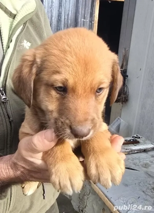 Vând pui de câini de vânatoare