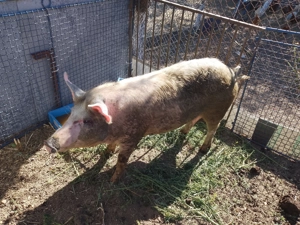 Se vinde porc de craciun