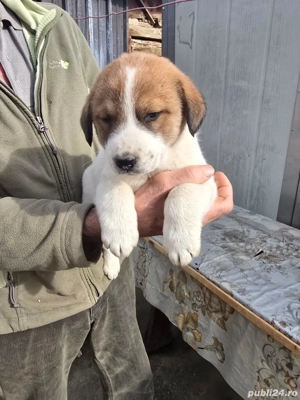 Vând pui de câini de vânatoare - imagine 3