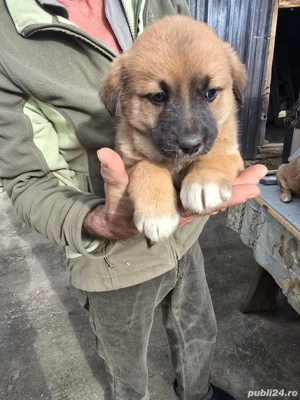 Vând pui de câini de vânatoare - imagine 4