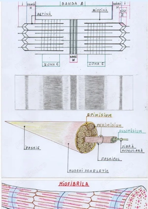 Ofer Meditații Biologie pentru BAC și ADMITERE FACULTATE - imagine 4