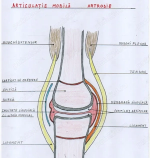 Ofer Meditații Biologie pentru BAC și ADMITERE FACULTATE - imagine 3