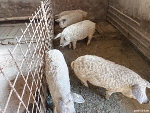 Mangalita de la 40 kg rasa pura cu origine  - imagine 2