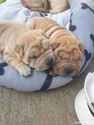 De vanzare puiuti Shar pei - imagine 5