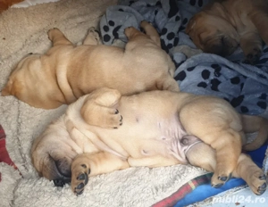 De vanzare puiuti Shar pei - imagine 3