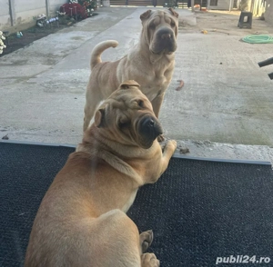 De vanzare puiuti Shar pei - imagine 4