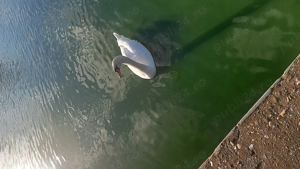 Loturi generoase 1100 mp - imagine 2