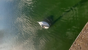 Loturi generoase 1100 mp