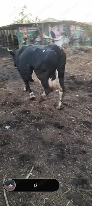 Vând vaca gestanta  - imagine 2