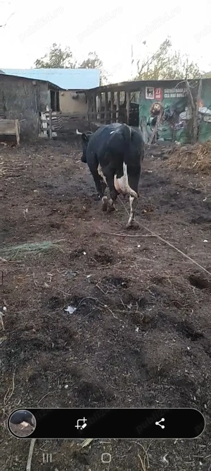 Vând vaca gestanta  - imagine 5