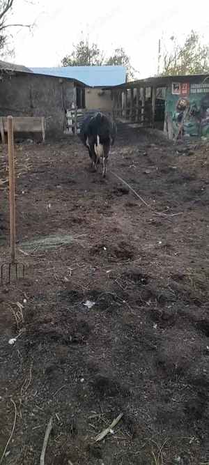 Vând vaca gestanta  - imagine 4