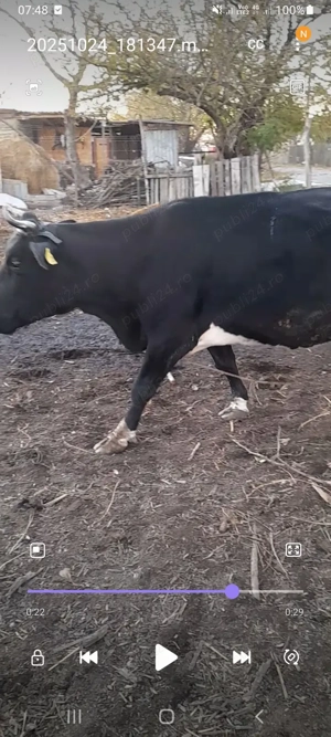 Vând vaca gestanta  - imagine 3