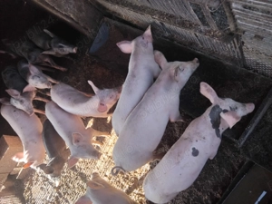 De vânzare 30kg ,60kg ,200+kg 