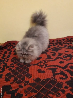 motan persan turtit extremal