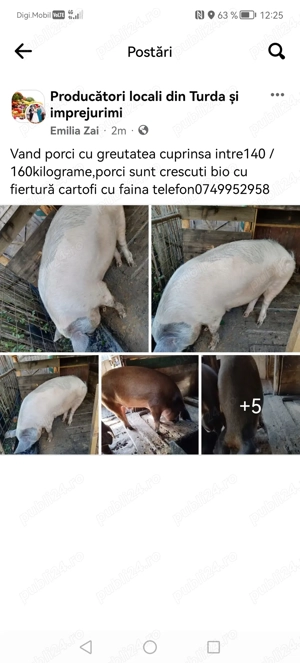 Porci de vanzare - imagine 3 Porci de vanzare - imagine 3