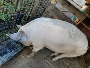 Porci de vanzare