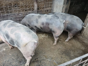 Porcii de vânzare  - imagine 3 Porcii de vânzare  - imagine 3