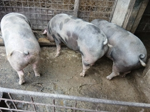 Porcii de vânzare  - imagine 2 Porcii de vânzare  - imagine 2