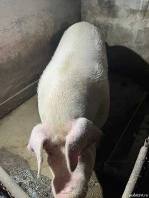 Scroafă de vânzare  - imagine 3 Scroafă de vânzare  - imagine 3