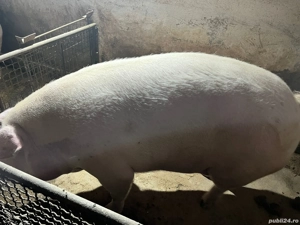 Scroafă de vânzare 