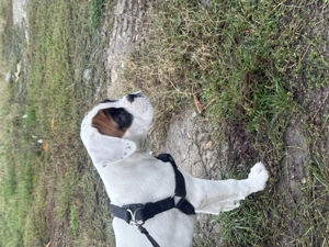 Boxer german de vanzare - imagine 2 Boxer german de vanzare - imagine 2