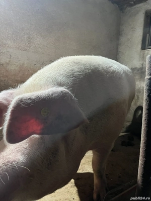 Scroafă de vânzare  - imagine 2 Scroafă de vânzare  - imagine 2
