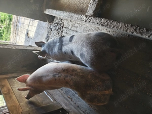 Vând porci 15 lei kg