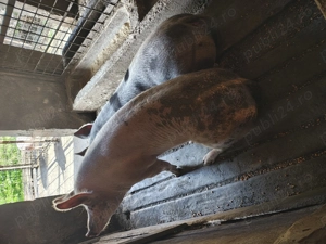 Vând porci 15 lei kg - imagine 4 Vând porci 15 lei kg - imagine 4