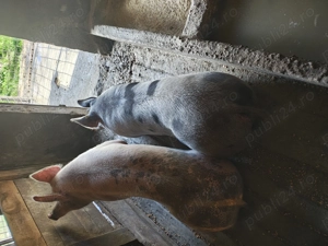 Vând porci 15 lei kg - imagine 3 Vând porci 15 lei kg - imagine 3