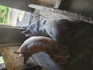 Vând porci 15 lei kg - imagine 2 Vând porci 15 lei kg - imagine 2