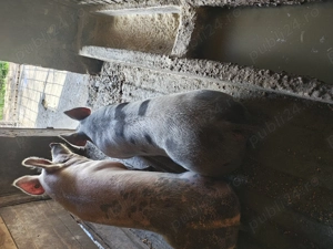 Vând porci 15 lei kg - imagine 5 Vând porci 15 lei kg - imagine 5