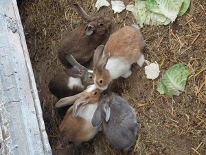 Vand iepuri si iepurasi!
