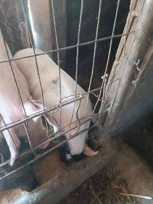 Vier de vinzare vietnamez