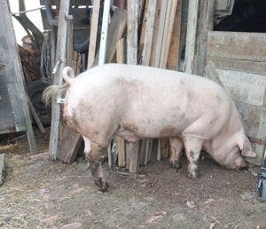 Vand vier de monta Marele Alb