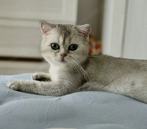 British Shorthair Chinchilla   mascul 1 an și 2 luni, cu pedigree + accesorii complete - imagine 2
