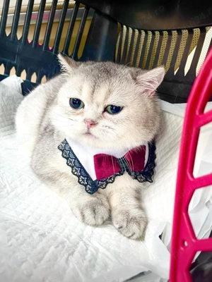 British Shorthair Chinchilla   mascul 1 an și 2 luni, cu pedigree + accesorii complete