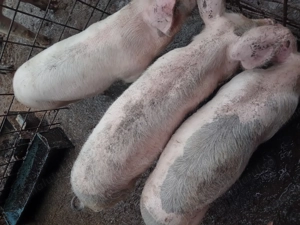 Vind porci - imagine 2