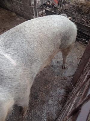 Vind porci - imagine 4