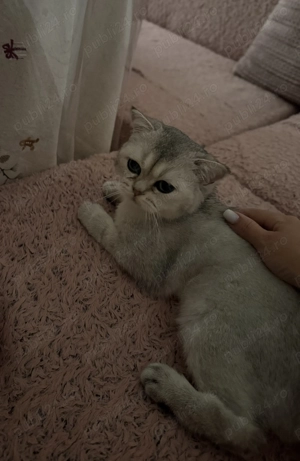 British Shorthair Chinchilla   mascul 1 an și 2 luni, cu pedigree + accesorii complete - imagine 4