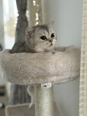British Shorthair Chinchilla   mascul 1 an și 2 luni, cu pedigree + accesorii complete - imagine 3