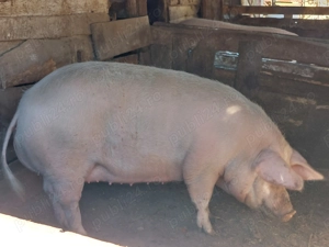 Vand porc pentru sacrificat de 10 luni - imagine 2