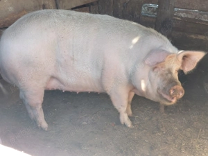 Vand porc pentru sacrificat de 10 luni - imagine 3