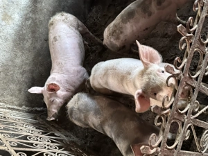 Purcei de vanzare - imagine 2 Purcei de vanzare - imagine 2